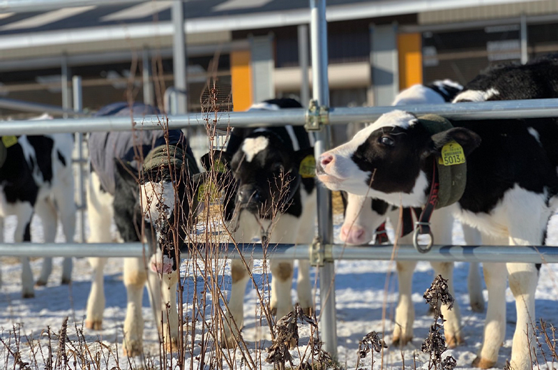 大地の雫の特徴